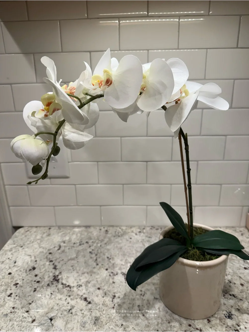 Threshold Tabletop Arrangement White Phalaenopsis Orchid Faux Plant in Cream Pot